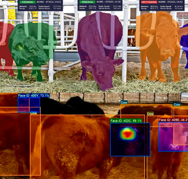 yapay zeka büyükbaş inek kızgınlık takibi ai artificial intelligence